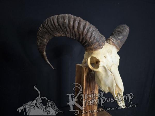 Mufflontrophäe
