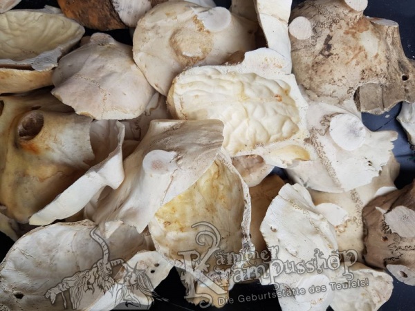 Schädelknochen Schädelkappen Naturfarbe