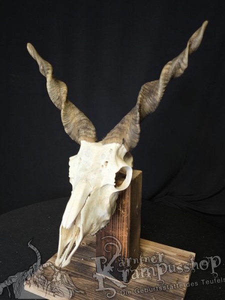 Zackelschaf Trophäe