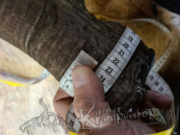 Türkischer Steinbock Bezoar Model Sidal