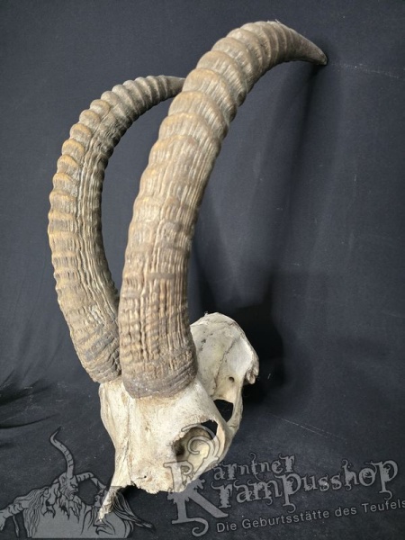 Pferdeantilope Einzelstück