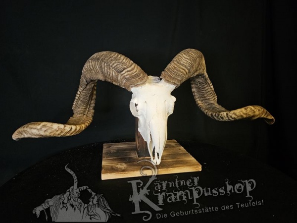 Hochland Widderhörner