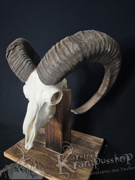 Mufflontrophäe