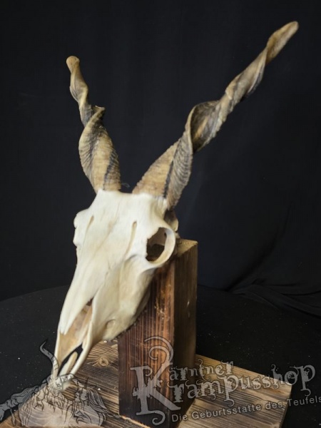 Zackelschaf Trophäe