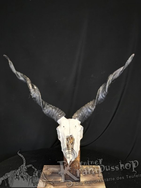 Zackelschaf Trophäe