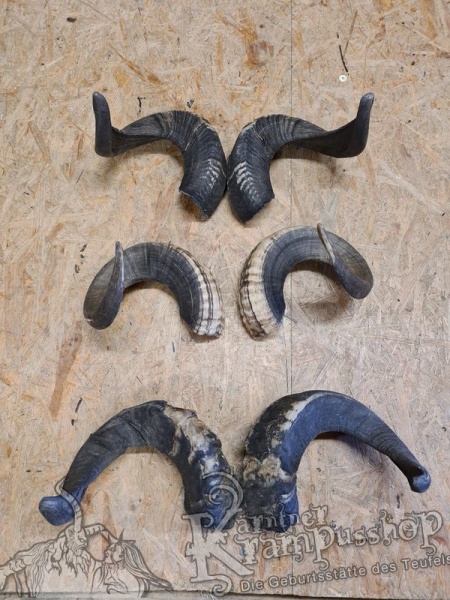 Widder Dunkel bis 60cm