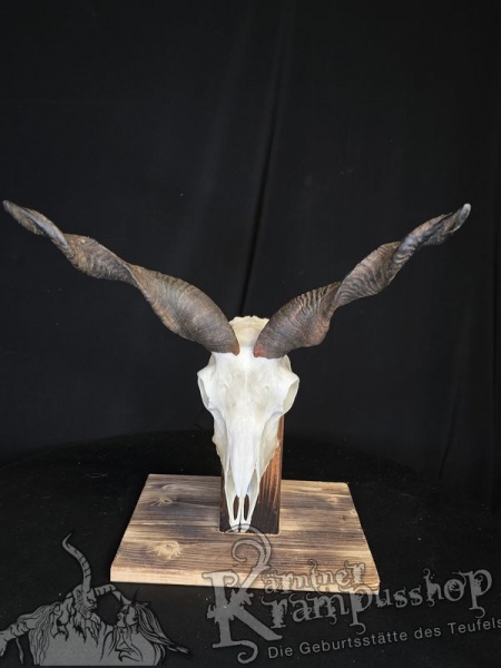 Zackelschaf Trophäe