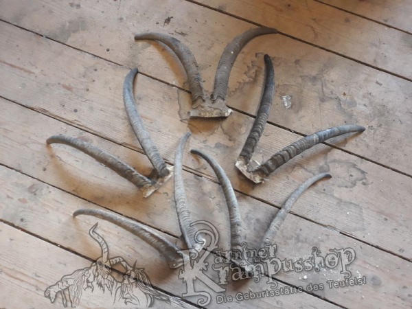 Gaiß Schädel Gross