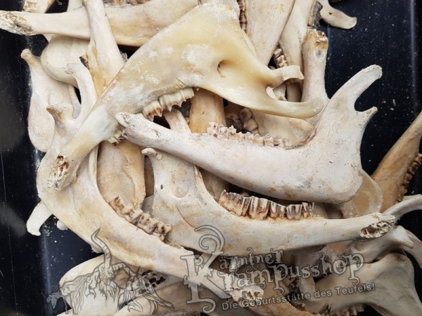 Kieferknochen Kiefer Naturfarbe