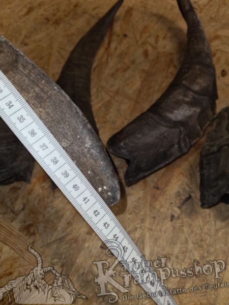 Bock Dunkel Kategorie F