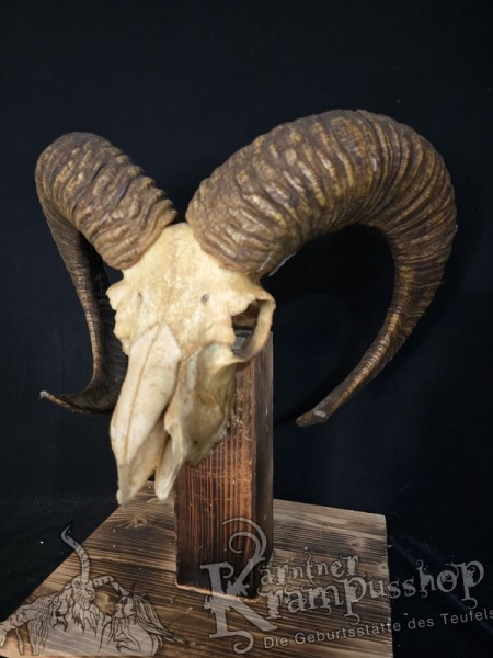 Mufflontrophäe