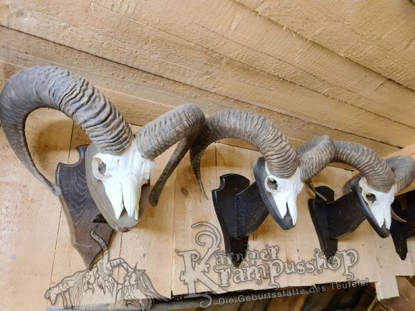 Mufflon Trophäe mit Wandschild