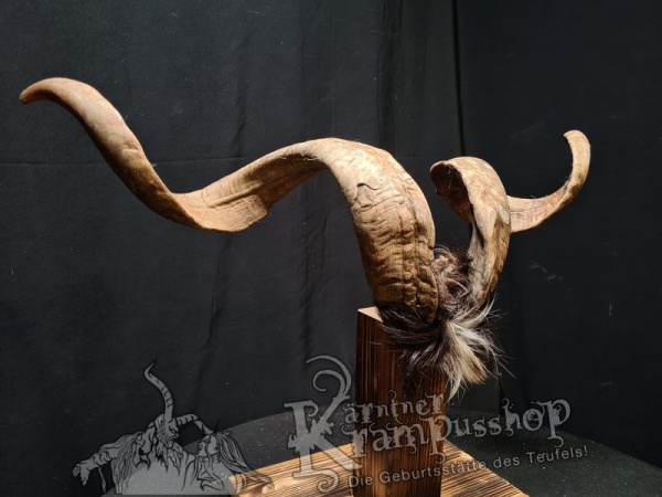 Ziegenbock mit Schädel aus der Region Apulien