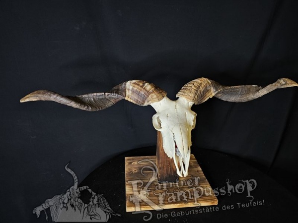 Hochland Widderhörner