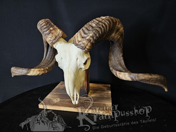 Hochland Widderhörner