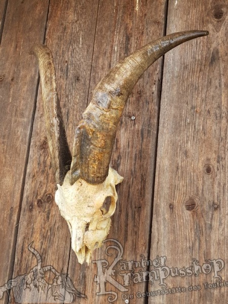 Schädel von der Ziege