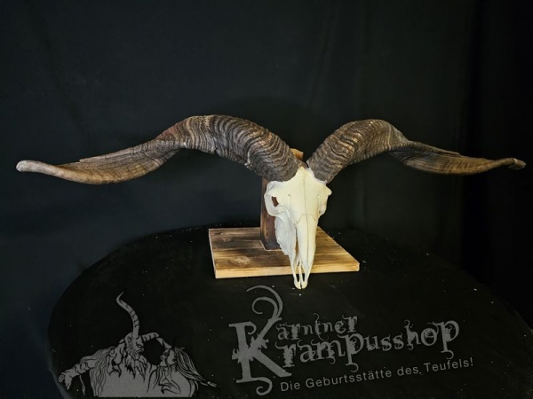 Hochland Widderhörner