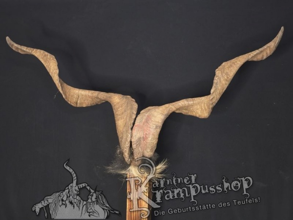 Ziegenbock mit Schädel aus der Region Apulien