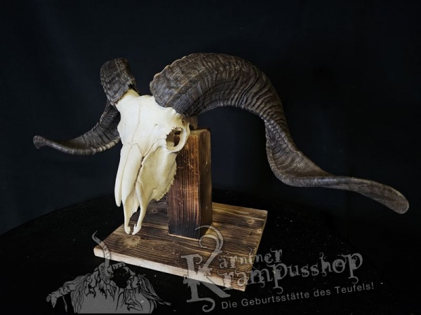 Hochland Widderhörner