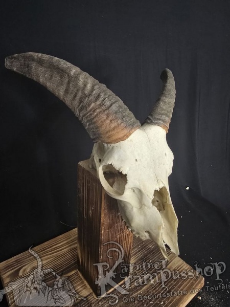 Mufflontrophäe