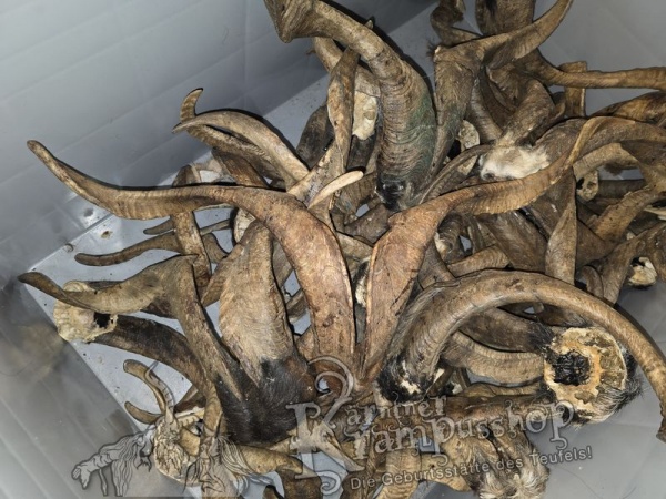 ANGEBOT Bockhörner mit Schädel Gemischt