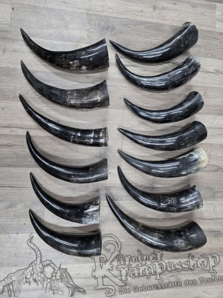 Polierte Kuhhörner Trinkhörner