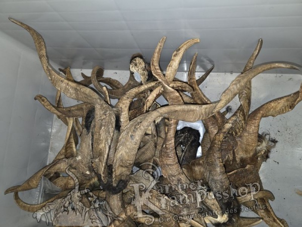 ANGEBOT Bockhörner mit Schädel Gemischt