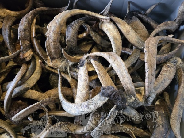 ANGEBOT Bockhörner mit Schädel Gemischt