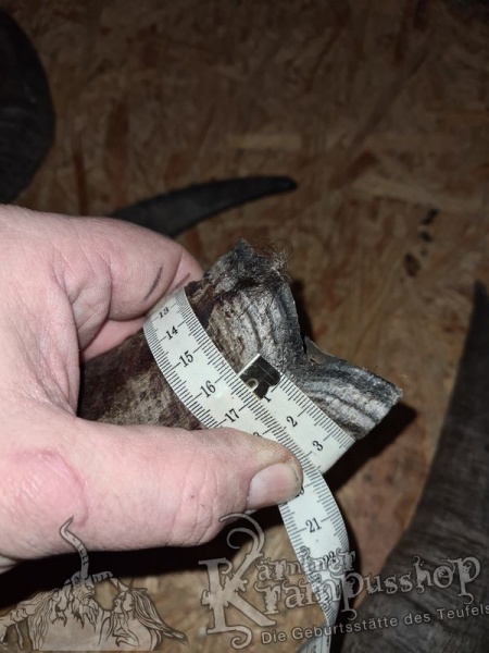 Bock Dunkel Kategorie D