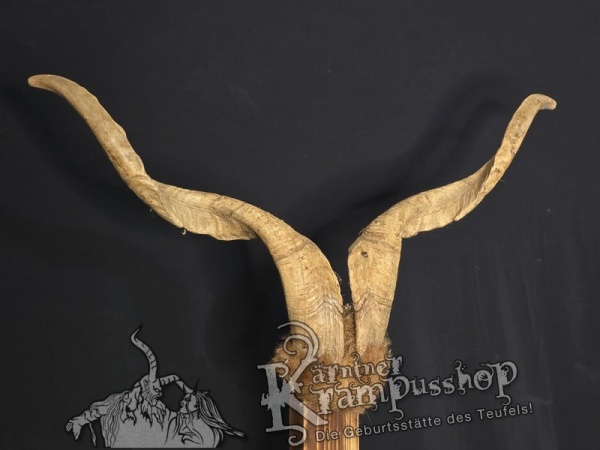 Ziegenbock mit Schädel aus der Region Apulien