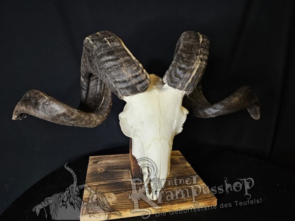 Hochland Widderhörner