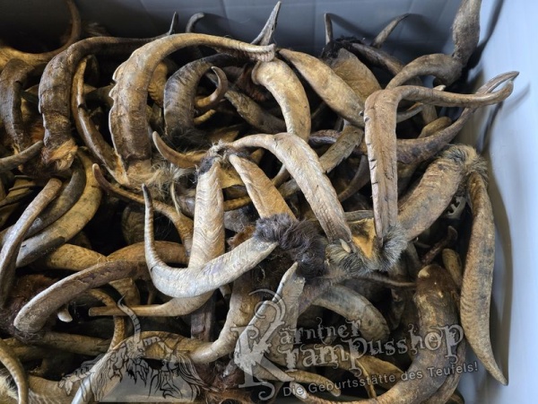 ANGEBOT Bockhörner mit Schädel Gemischt