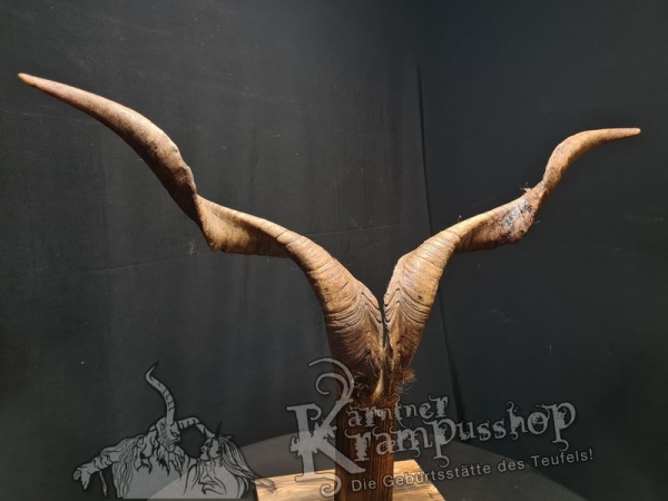 Ziegenbock mit Schädel aus der Region Apulien