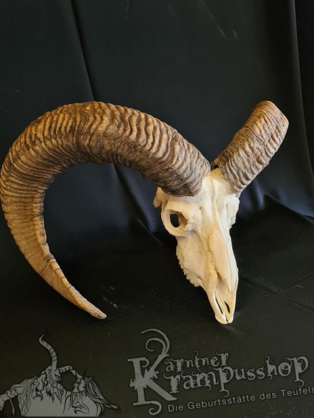 Kapitalle Mufflontrophäe