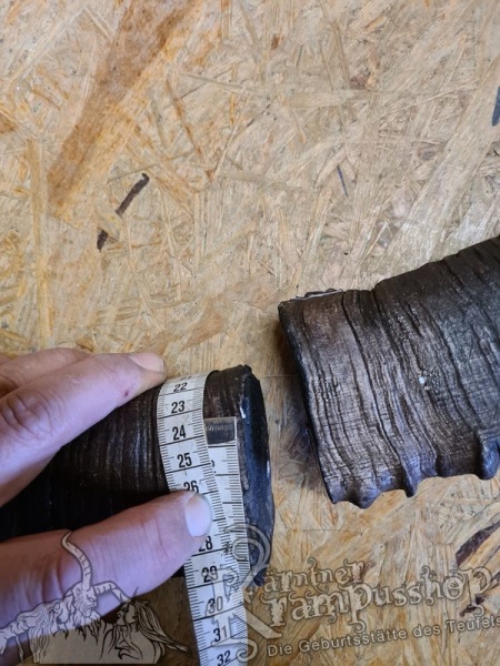 Sibirischer Steinbock Model Bismark