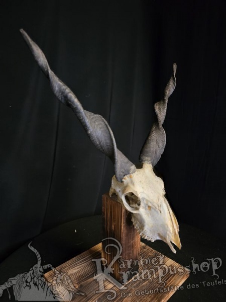 Zackelschaf Trophäe