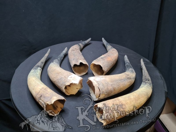 Watussi Rinderhörner