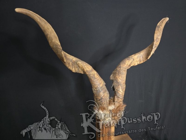 Ziegenbock mit Schädel aus der Region Apulien