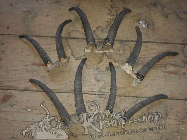 Gaiß Schädel klein