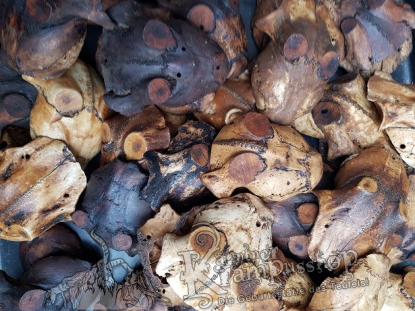 Schädelknochen Schädelkappen Antik