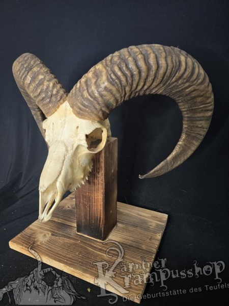 Mufflontrophäe