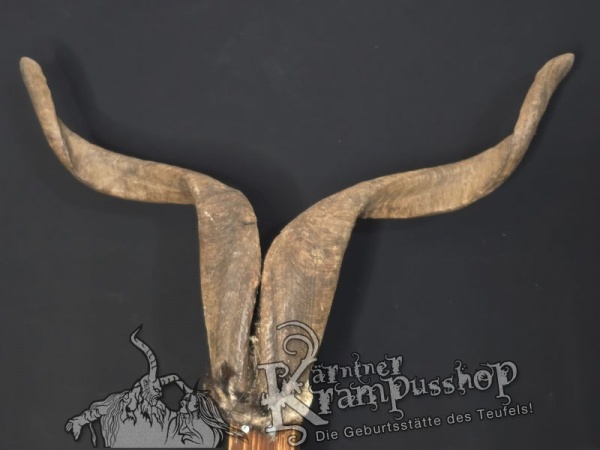 Ziegenbock mit Schädel aus der Region Apulien