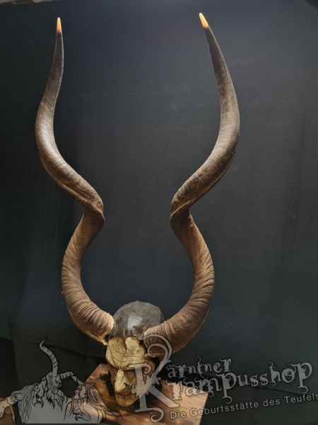 Kuduhörner Einzelstück