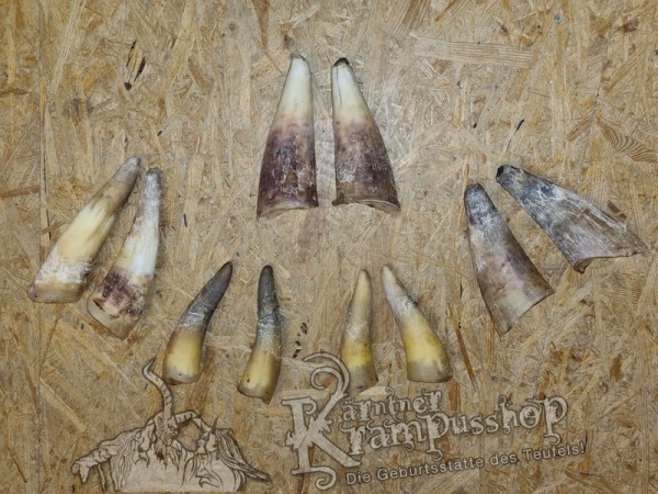 1 Paar Kuhhörner Klein