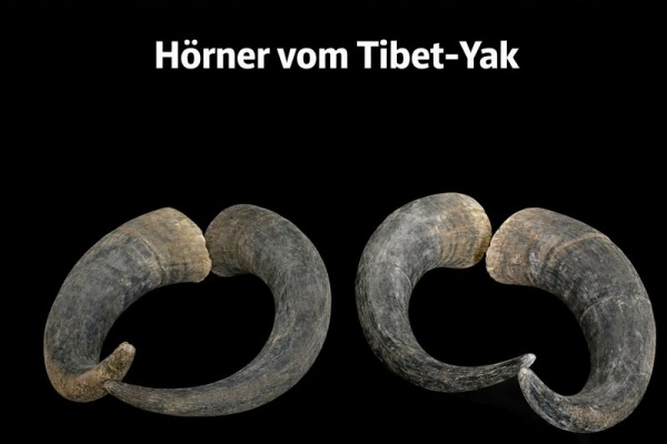 1 Paar YAK Hörner