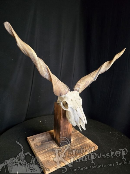 Zackelschaf Trophäe