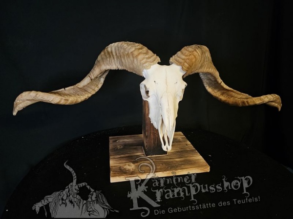 Hochland Widderhörner