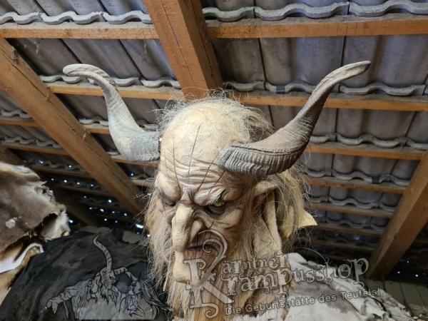 Afrikanische Widder mittlere Grösse