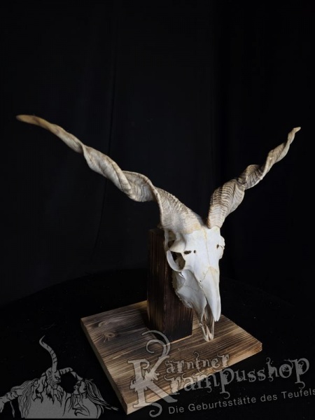 Zackelschaf Trophäe
