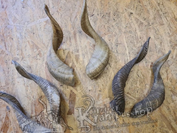 Afrikanische Widder Gross